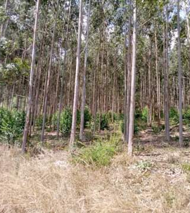 WhatsApp Image 2021-04-18 at 19.37.20.jpeg